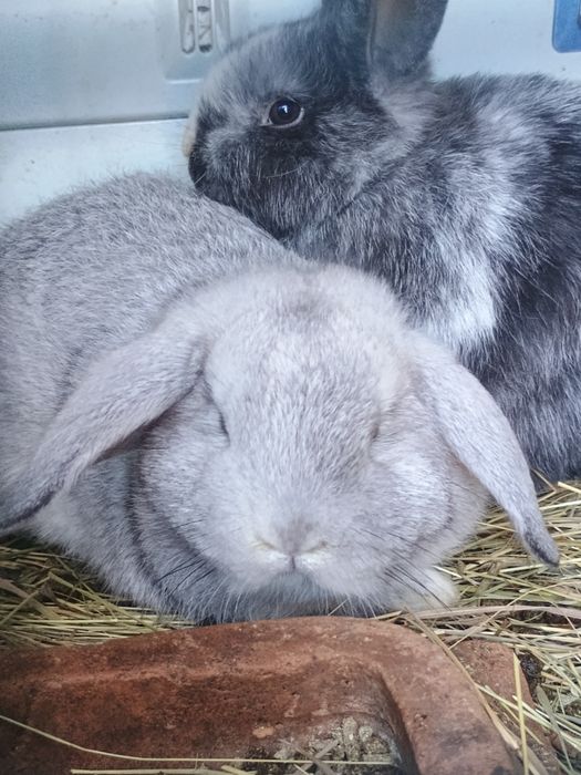 Iepurași Rex tricolor și berbec pitic