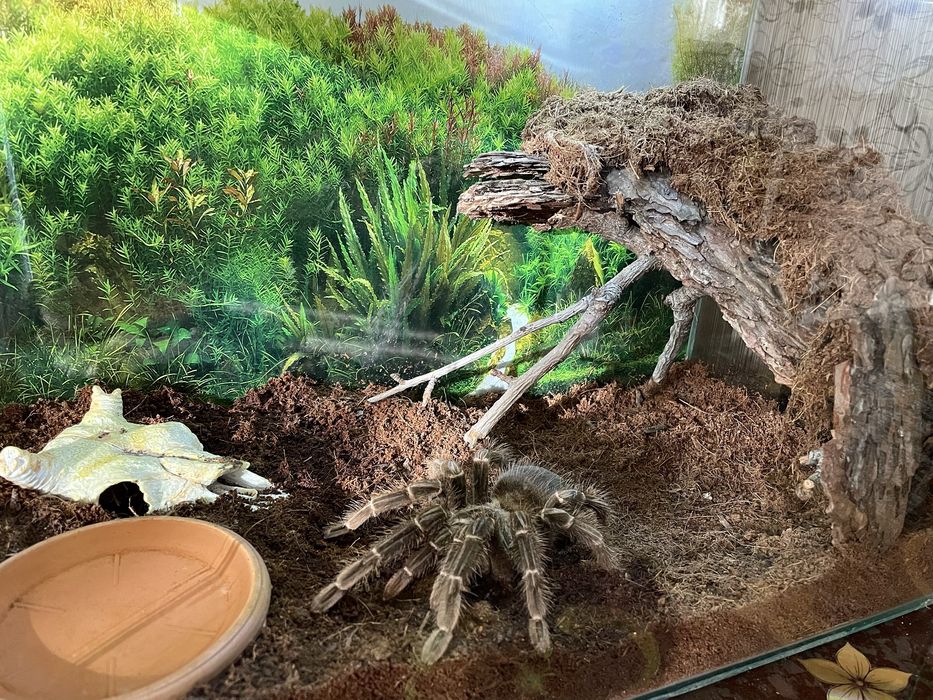 Продаётся паук птицеед Ласиодора Парахибана(самка)