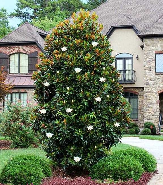 Магнолия Грандифлора - Вечно зелена