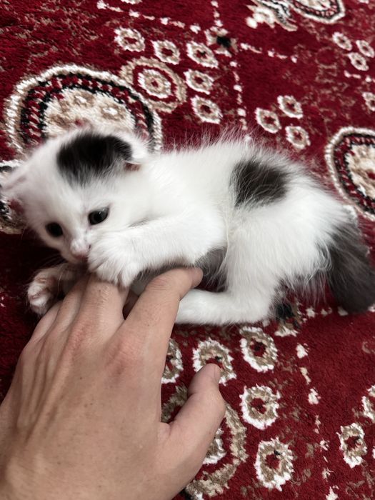 Scottish Fold, oʻgil bola