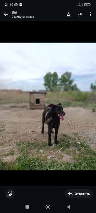 Отдам собак в хорошие руки