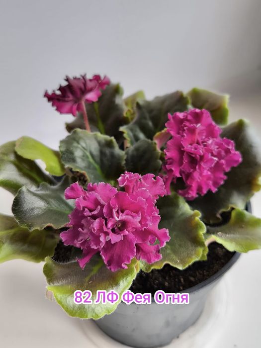 Сортовые комнатные фиалки