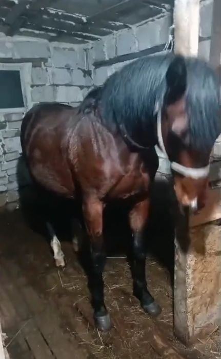 Таза қанды айғыр сатылады