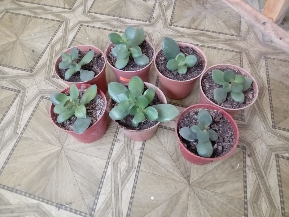 Цветок толстянка в горшочках