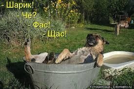 Зоогостиница,  передержка животных.