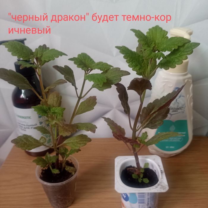 Продам укорененные колеусы