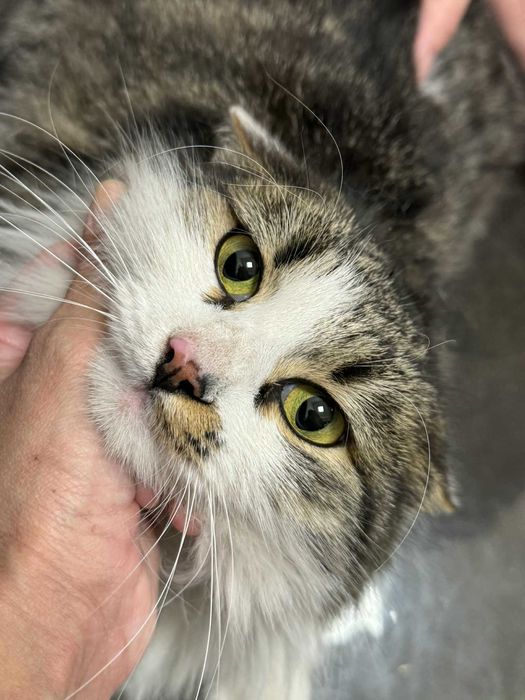 Коте Шишо търси дом