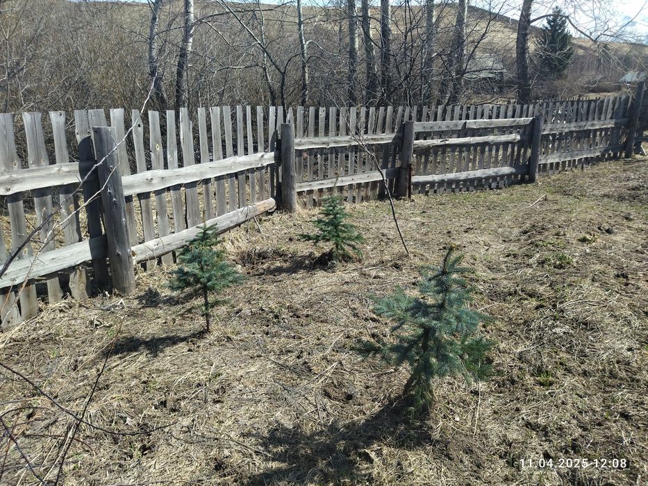 Продам посадочный материал (ель голубая, сибирская)