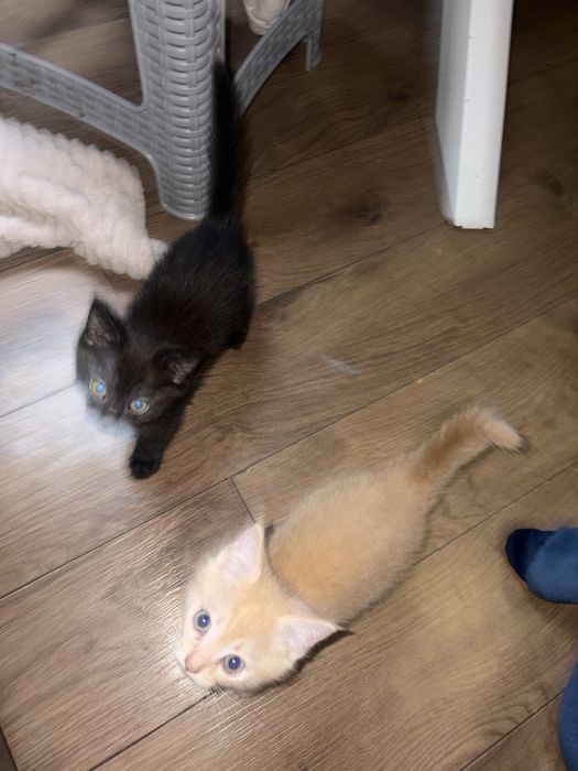 Отдам котят в добрые руки