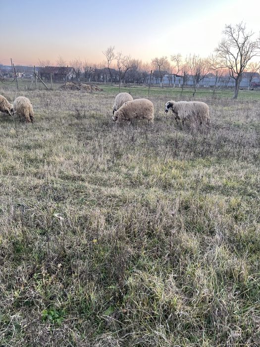 Berbeci tinerii si carlanii