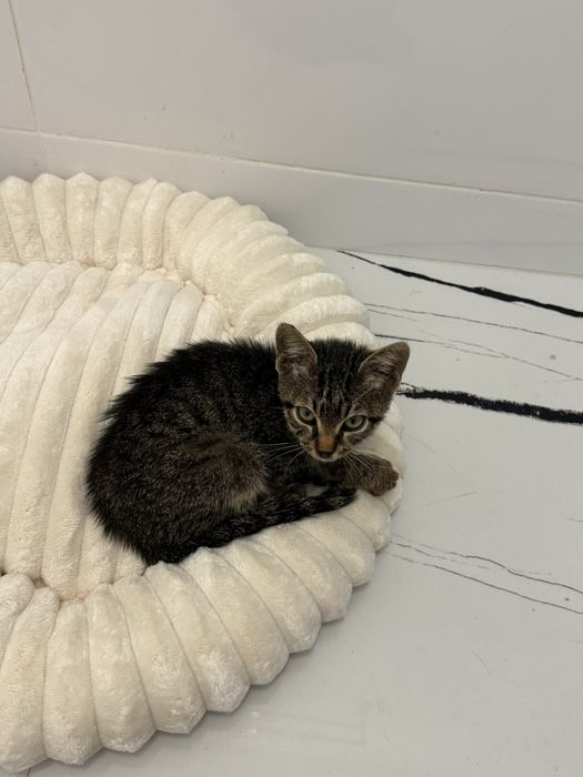Pisica pt adoptie