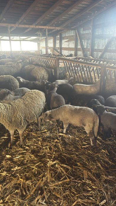 Oii cu miei langa ele