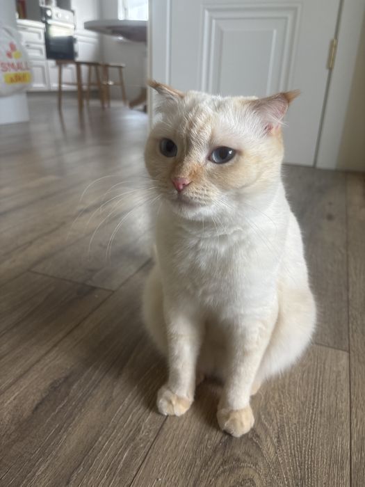 Вислоухая шотландская кошка
