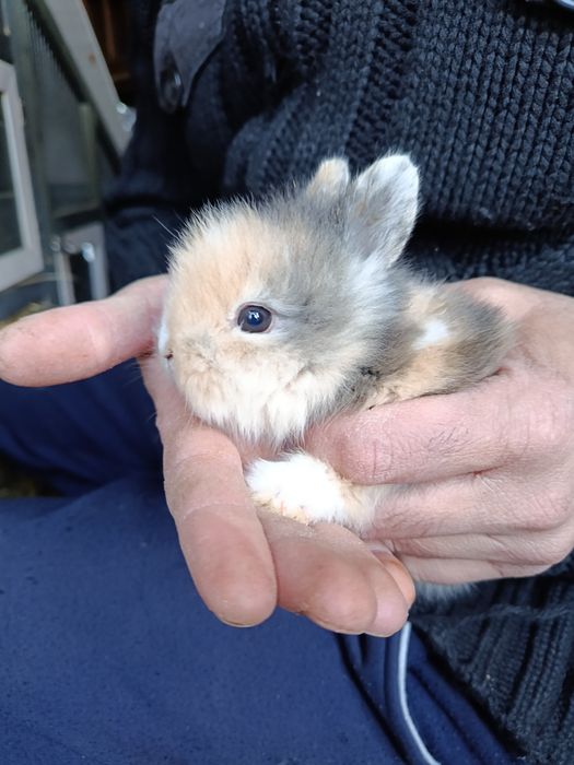 Pui de iepuri cap de leu pitic