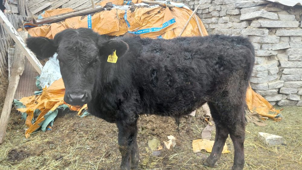 Ангус бұқаның балалары