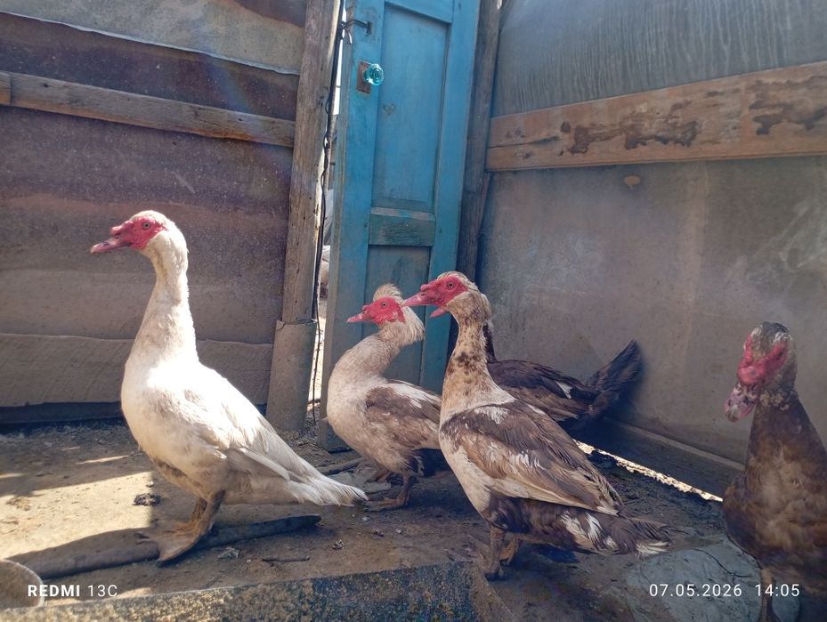 Продам домашних курей