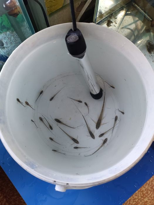 Продам стурисомы