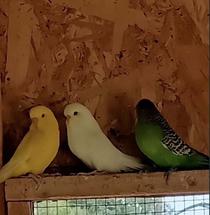 Papagali Perusi - Blanzi/Pui și Maturi