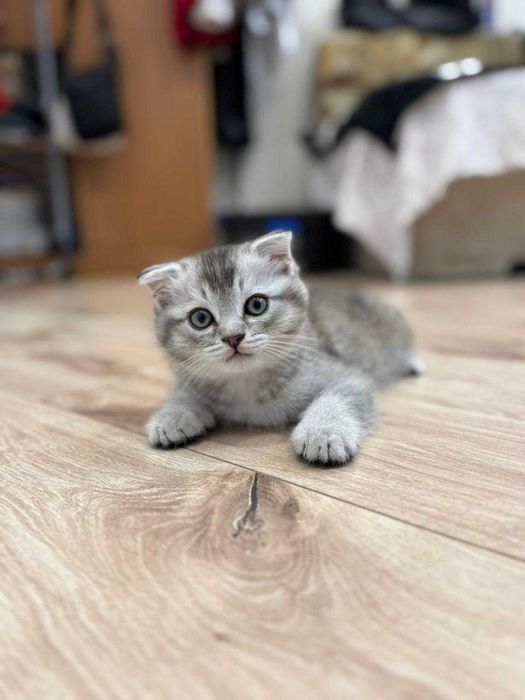 Котенок Скоттиш фолд
