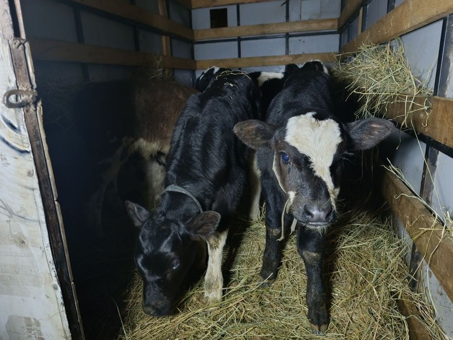 Телята бычки 9 голов