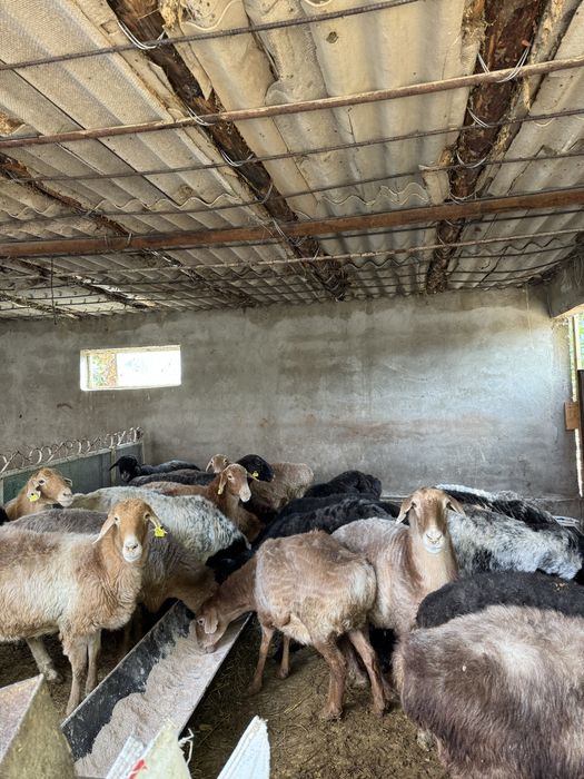 қойлар сатылады