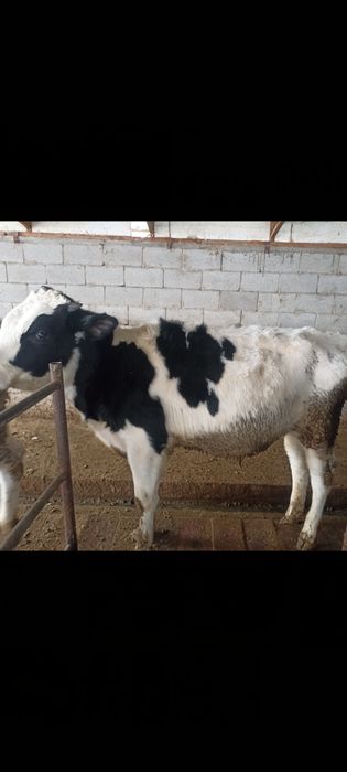 Продам бычки Черный пестрые