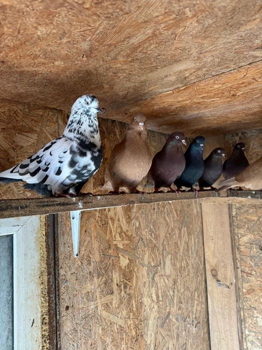 Голуби бойные в Косшы