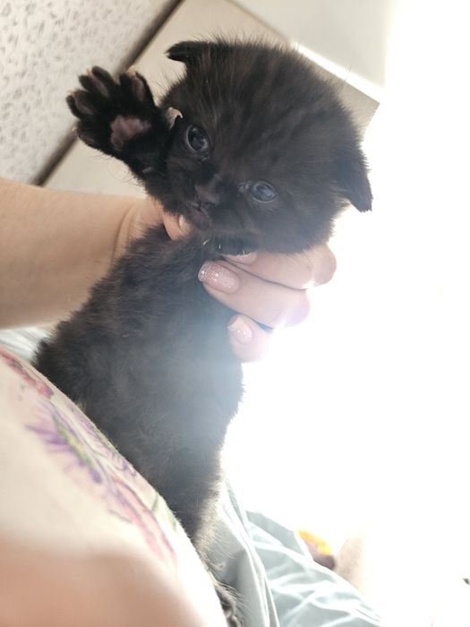 Продам милых котят