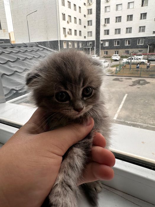 Продам кота 2 британски выслоухи
