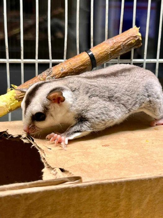 Сахарный поссум в «Живом Мире»