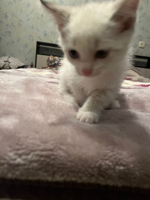 Котята, отдам в добрые руки