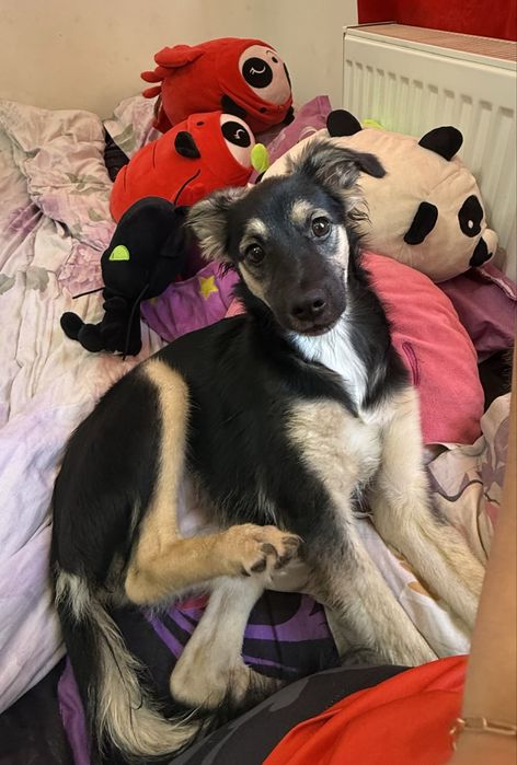 Catelusa pentru adoptie