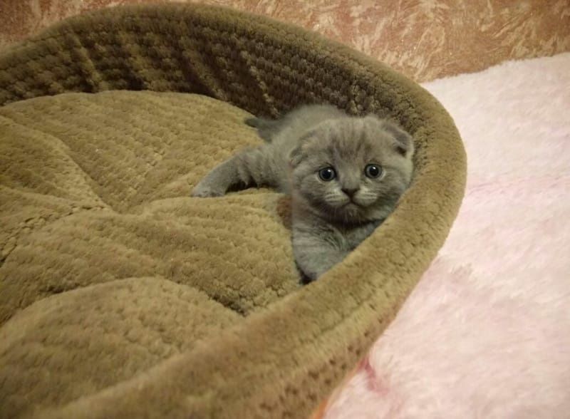 Шотландские вислоухие котята