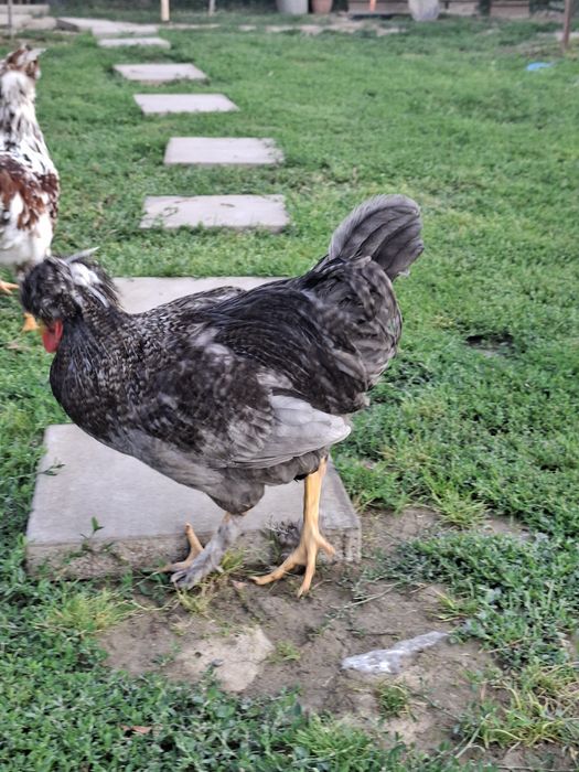 Vând 2 cocoși cu moț și 2 australorp.
