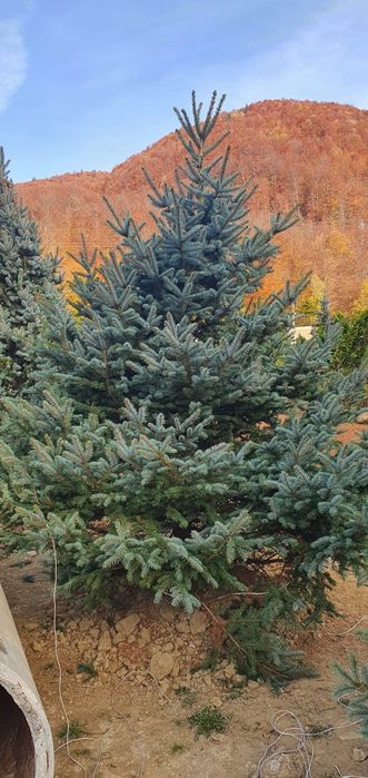 Brazi argintii/verzi la preț minim garantat, Plante ornamentale