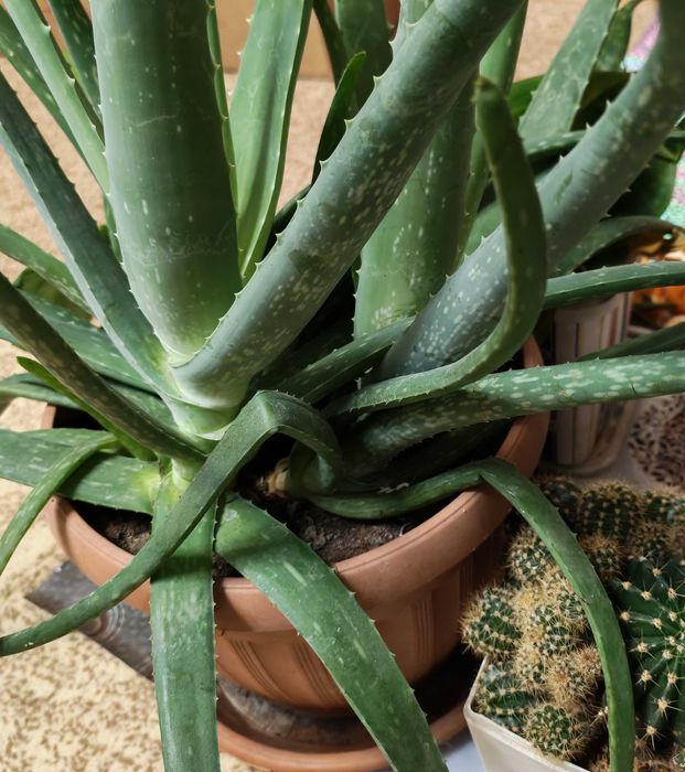 Продам комнатные растения