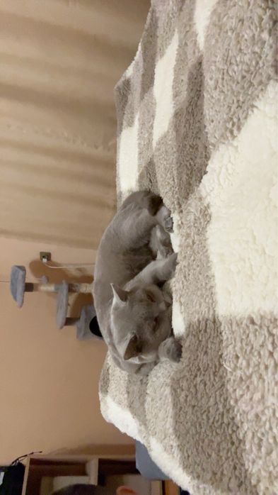 Британска късокосместа