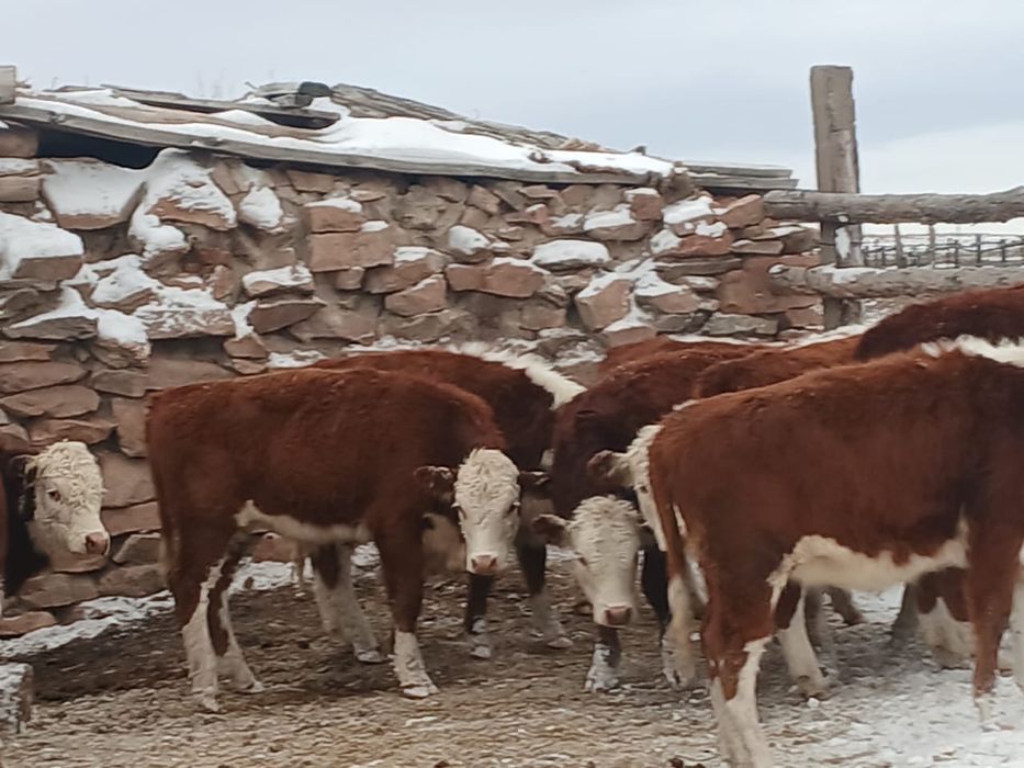 Потсостар сатылады