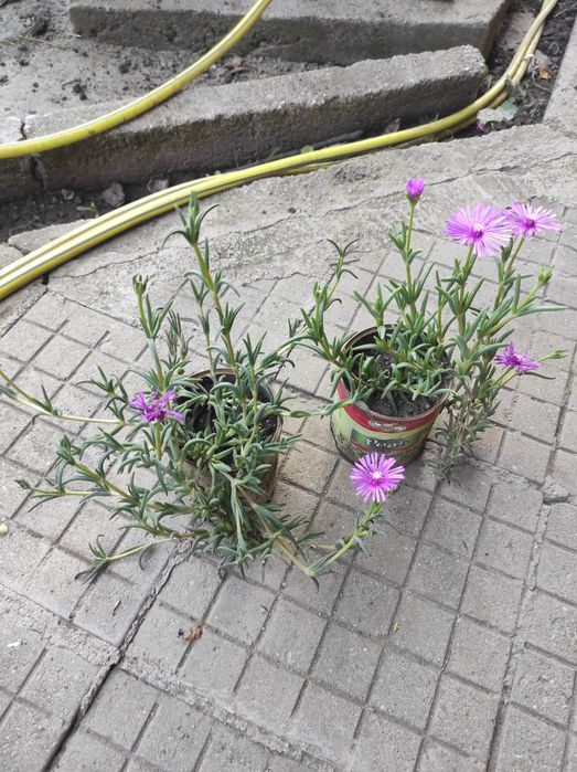 Аукуба, чашкодрян, салвия, делосперма и розмарин