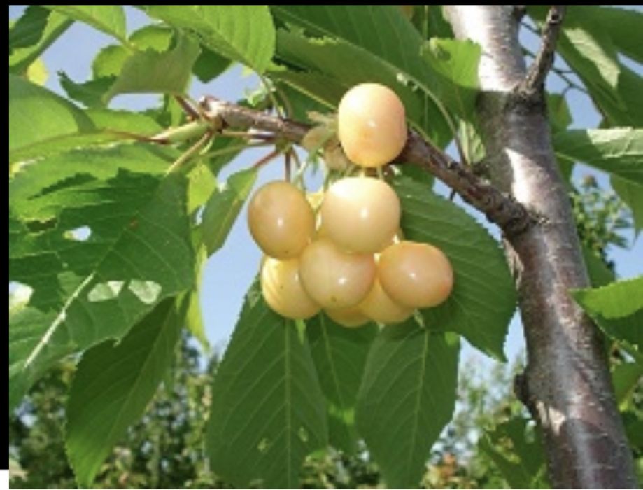 Cireș Amar Imperial galben