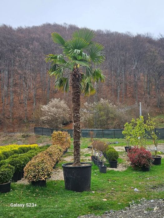 Plante ornamentale premium