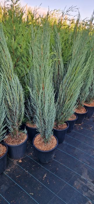 Cupressocyparis leylandi- cupressocyparis arizonica