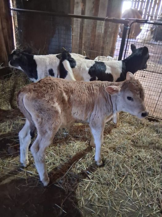 Vând vițeii din monta