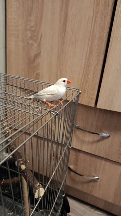 Продам красавца амадина