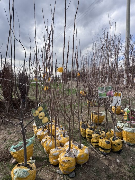 Декаратив Гуллар ва Мева Кучатлари