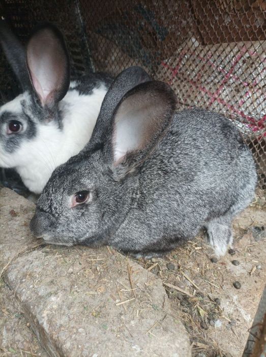 Vilikan quyonlar sotiladi