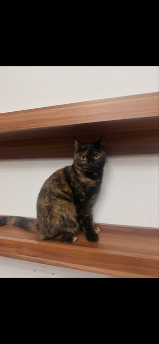 Котяти 2девочки  и мальчик