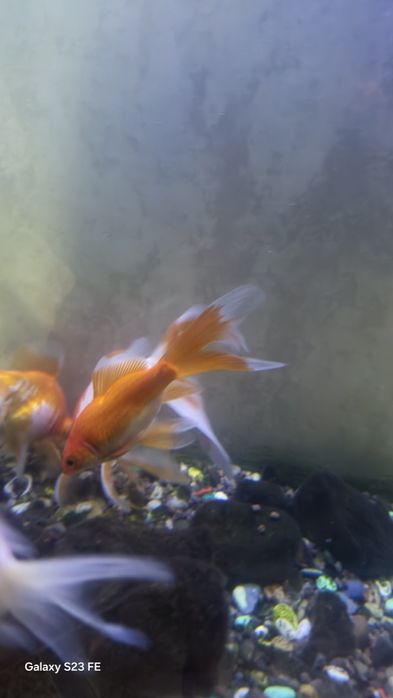 З о л о т ы е рыбки