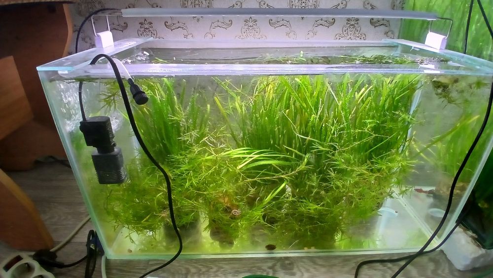Продам аквариум с рыбками