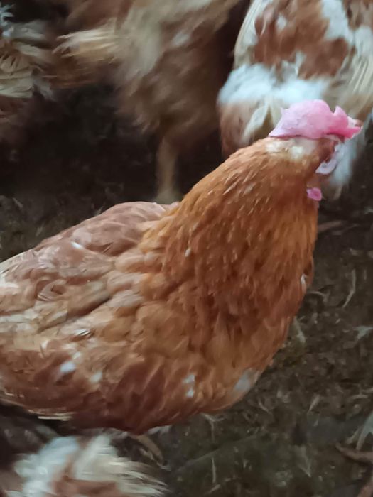 Gaini rosi ouatoare / Gaini de ouat de vanzare